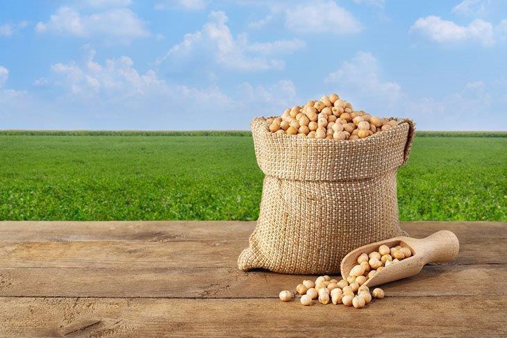 Harvested chickpea grains in a sack