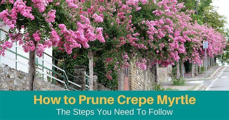 How To Trim Crepe Myrtle & Finally Get The Garden Of Your Dreams! - 7avdsj1