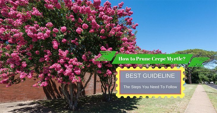 How-to-Prune-Crepe-Myrtle