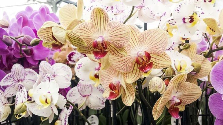 Moth-orchids-in-different-colors