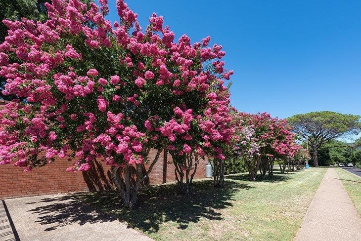 Pretty-view-of-crepe-myrtle-blooms-how-to-prune-crepe-myrtle