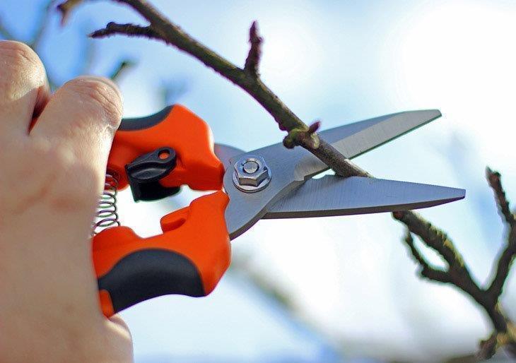 Pruning-shears-in-hand-to-cut-a-small-branch-best-hand-pruners