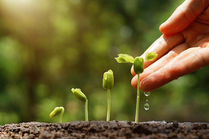 Watering the chickpea plant