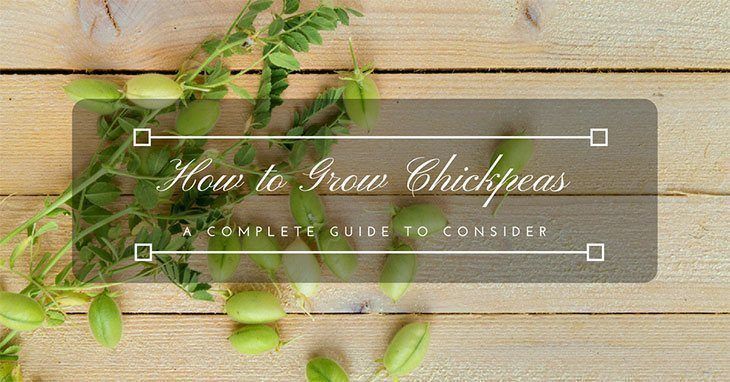 how-to-grow-chickpeas