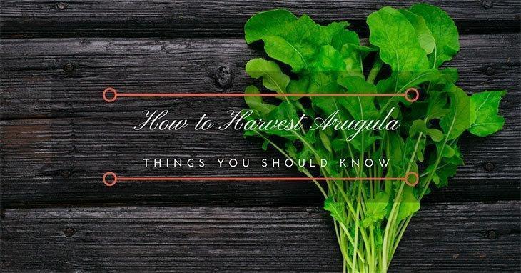 how-to-harvest-Arugula