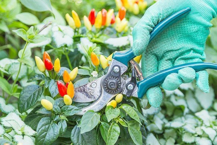 A-hand-with-pruning-shears,-pruning-pepper-plants How-to-Prune-Pepper-Plants