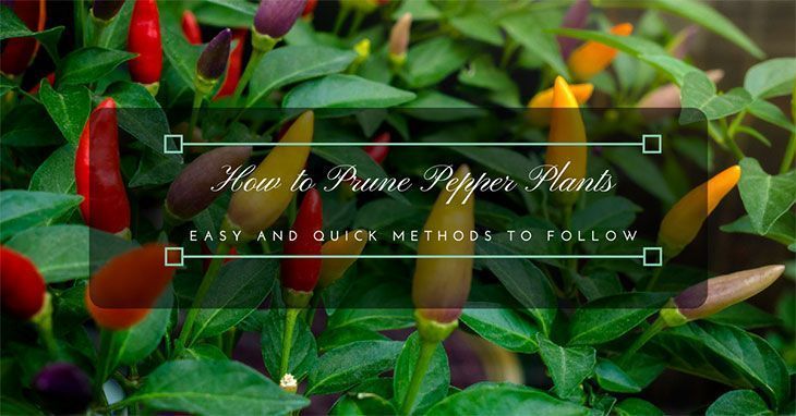 How-to-Prune-Pepper-Plants