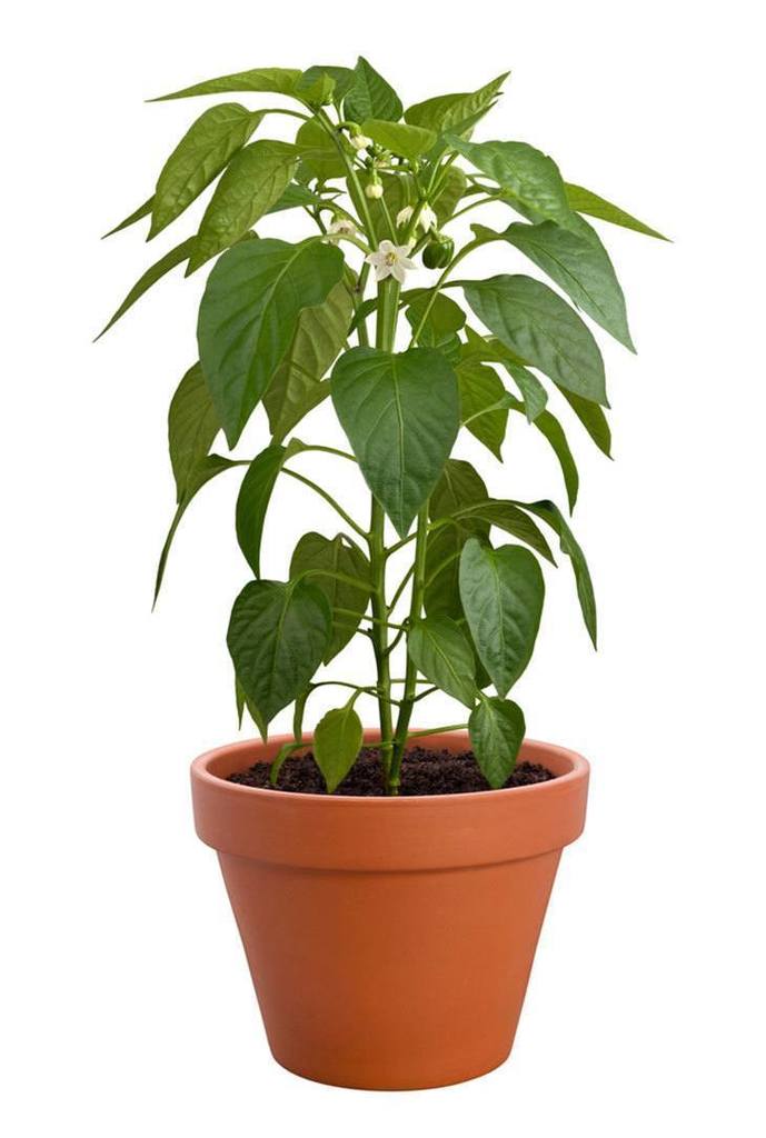 How to Prune Pepper Plants Easy and Quick Methods You