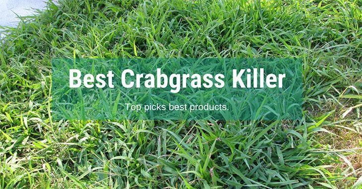 Best-Crabgrass-Killer