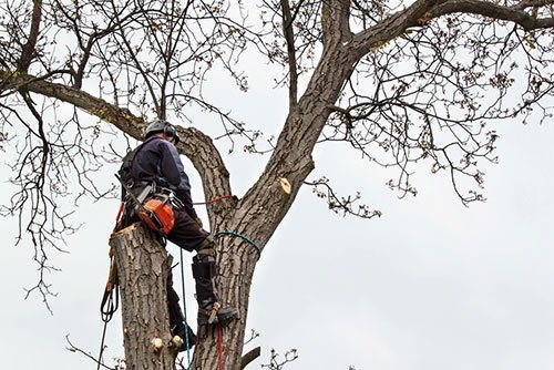 Arborist-using-a-chainsaw-to-cut-a-walnut-tree