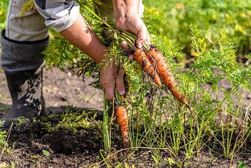 Farmer-on-field-picking-carrots,-organic-vegetable-garden,-autumn-harvest