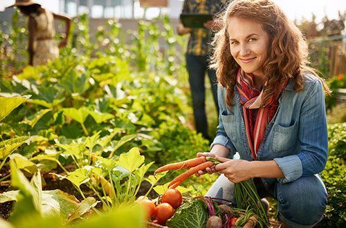 Friendly-team-harvesting-fresh-vegetables-from-the-rooftop-greenhouse-garden-and-planning-harvest-season-on-a-digital-tablet