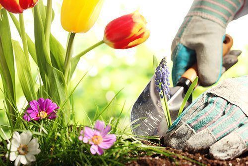 Planting-Flowers-in-a-garden