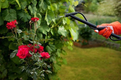 Protecting-plant-from-vermin-with-pressure-sprayer