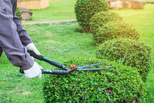 Pruning-shears-for-cutting-tree-in-the-garden