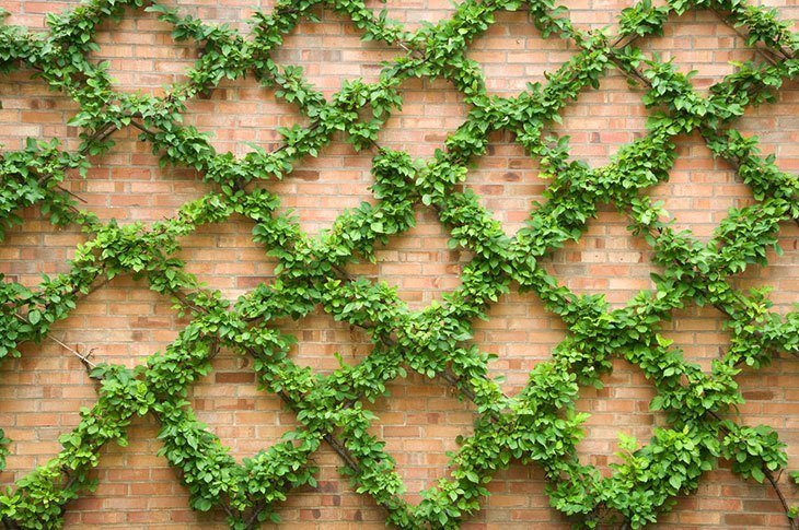 Trained-Vines-climbing-on-a-brick-wall