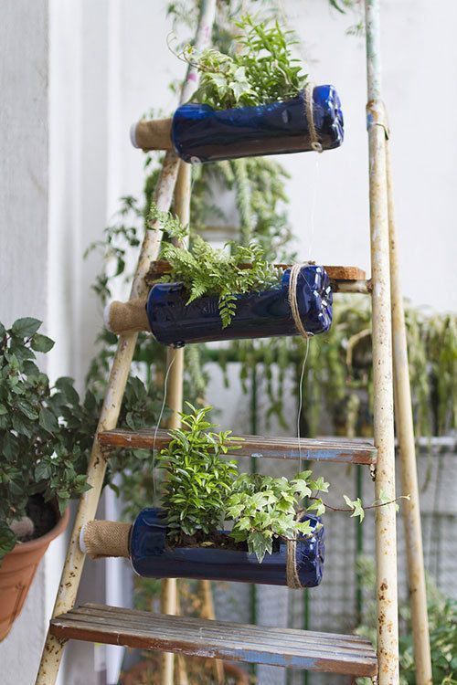 Plants hanging on an old ladder