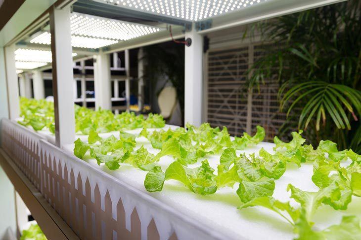 Lettuce-cultivated-in-hydroponic-system-at-indoor