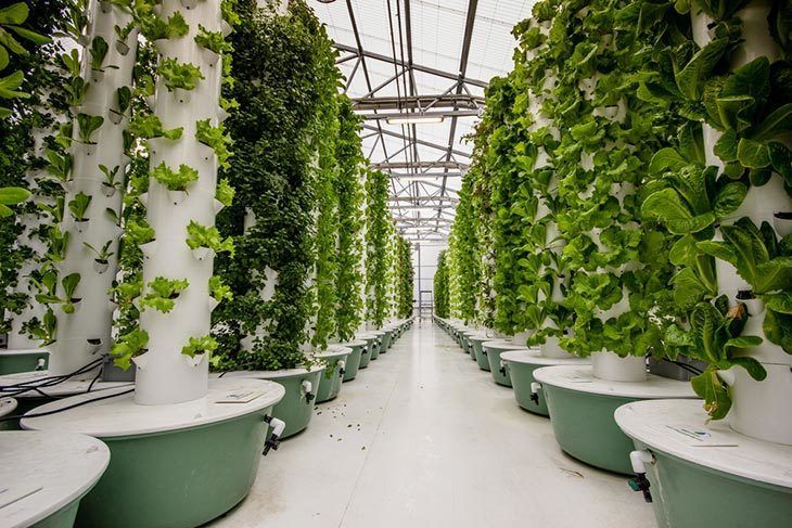 Plants-growing-at-an-aeroponic-food-farm