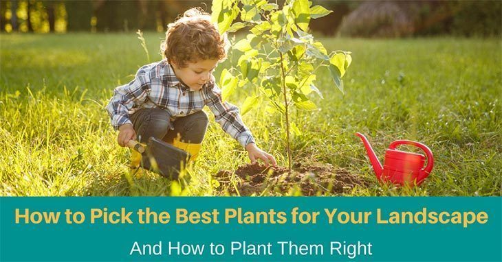 How To Pick The Best Plants For Your Landscape Proven Tips In 2019