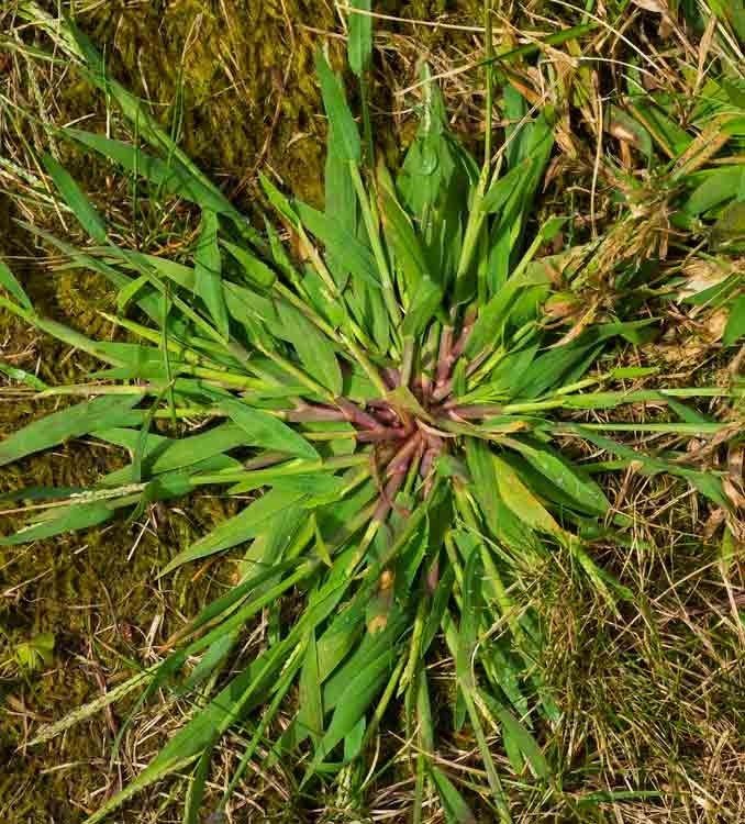 The crabgrass weeds from my garden