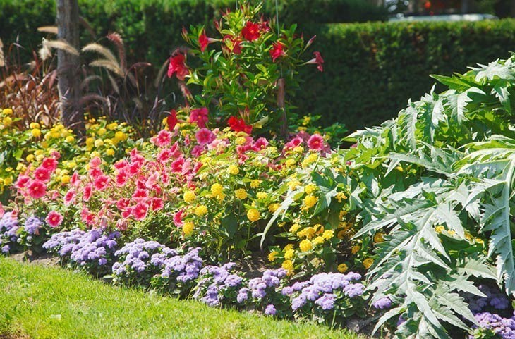 A combination of fine and coarse textured foliage A combination of fine and coarse textured foliage