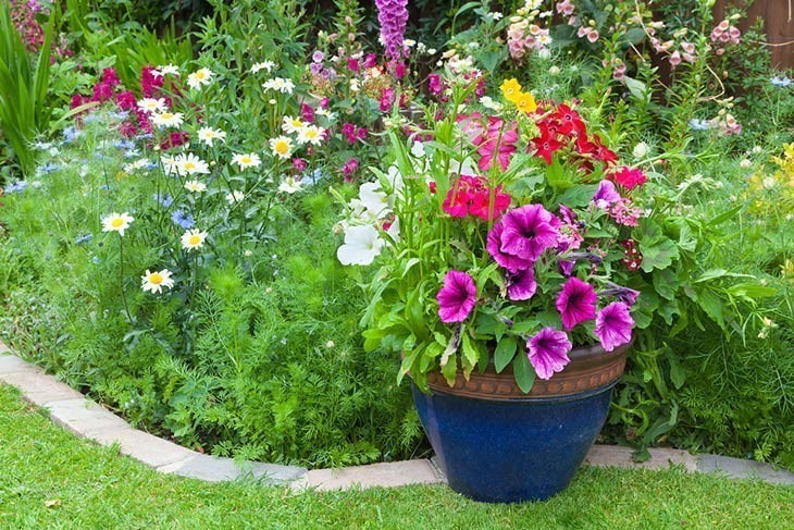 Mixed colorful flowers in a plant border Mixed colorful flowers in a plant border