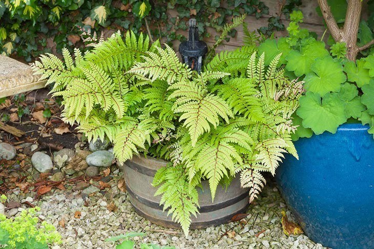 Planter contains shade-loving plants Planter contains shade-loving plants