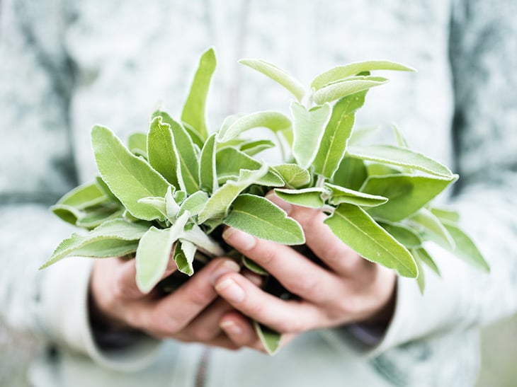 A bunch of fresh wild sage in a woman's hands