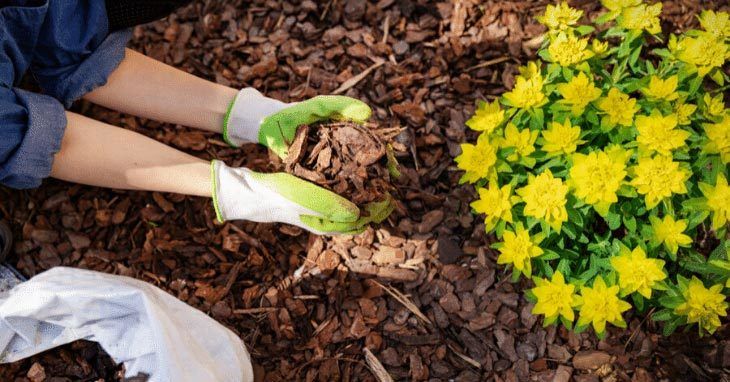 Gardener-mulching-flower-bed-with-pine-tree-bark-mulch