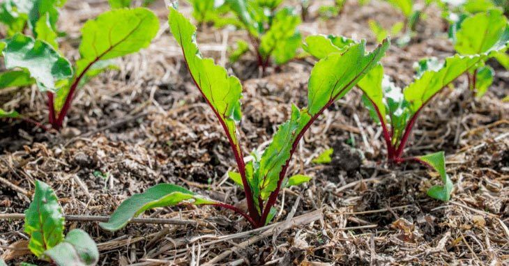 Grass-Clippings-mulch