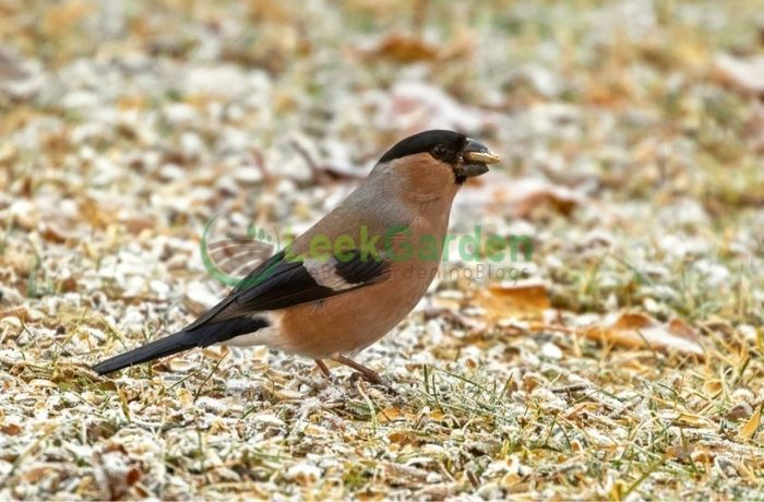 Why are birds eating my grass seeds