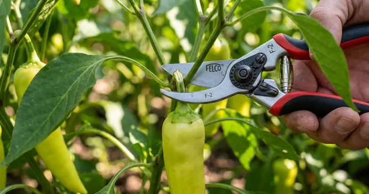 A close-up of pruning shears cleanly cutting the stem of a banana pepper from the plant.